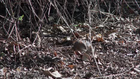 Three-striped-field-mice-foraging-in-the-early-morning-light