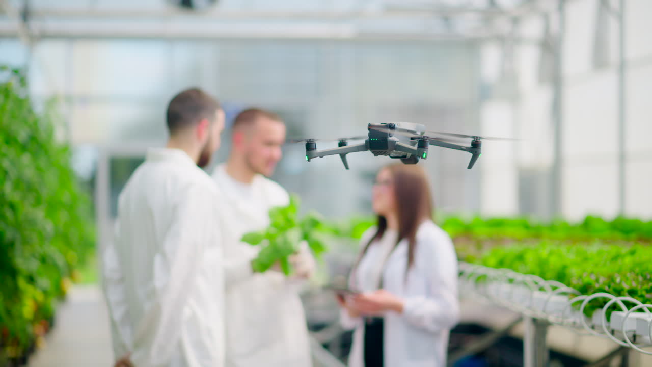 Drone filming three laboratory technicians in white coats working with plants grown with the Hydroponic method in a greenhouse