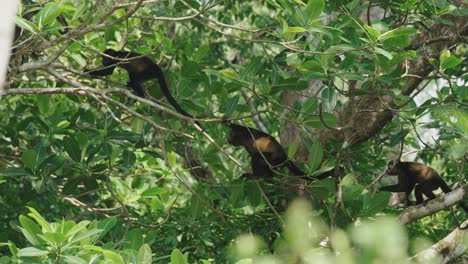 family of mantled howler monkeys hopping on trees branches in the woods