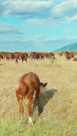 a peaceful rural scene with cows grazing in a green meadow under a blue sky