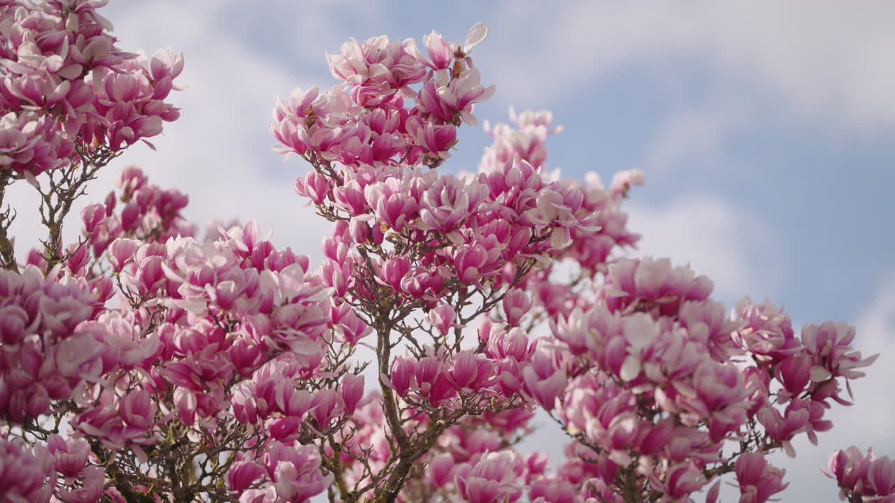 las flores de un árbol de magnolia en primavera