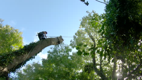 female tree surgeon cuts off a huge tree trunk section, low angle, 50fps