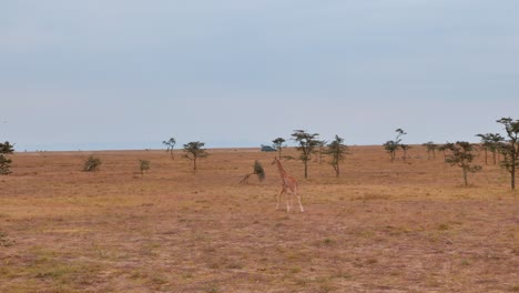 una jirafa camina tranquilamente por la sabana africana y un jeep pasa al fondo
