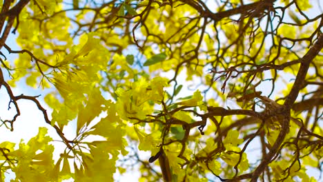 a beautiful and attractive kibrahacha tree flowers on a sunny day in curacao island - steady shot