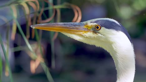 macro shot showing head of grey heron bird with orangen eyes and beak in nature - waving plants in background - portrait close up