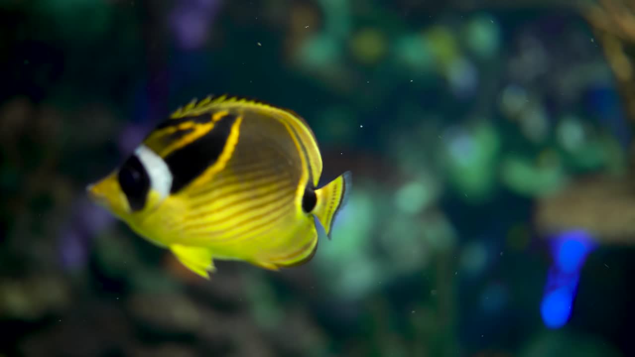 Stort akvarium dekoreret med et koralrev med tropiske fisk, skildpadder og rokker.