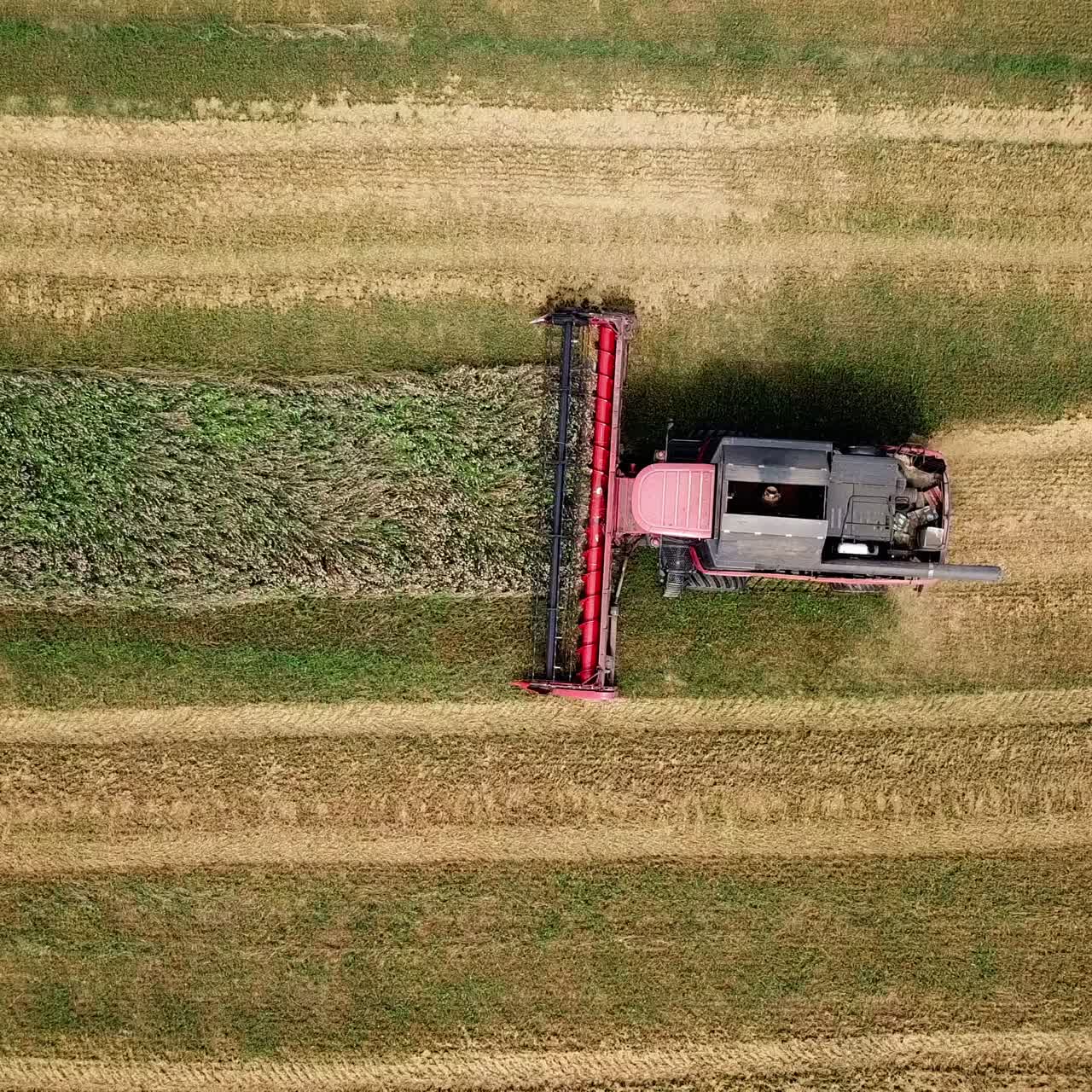 Harvester machine working in field. Combine harvester gathers wheat. Aerial view. From above.