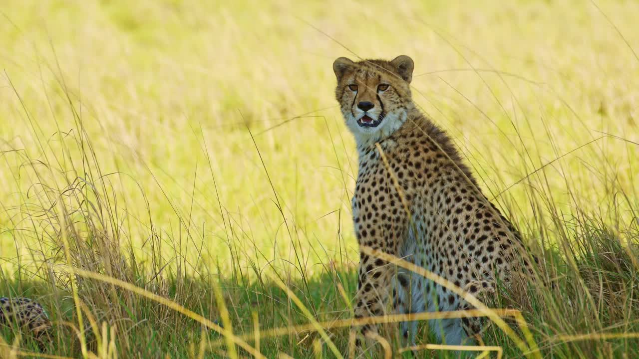 fotografía en cámara lenta de un guepardo solo bajo la sombra de un árbol de acacia refrescándose, lejos del brillante sol de kenia, vida silvestre africana en masai mara, kenia, áfrica animales de safari en masai mara