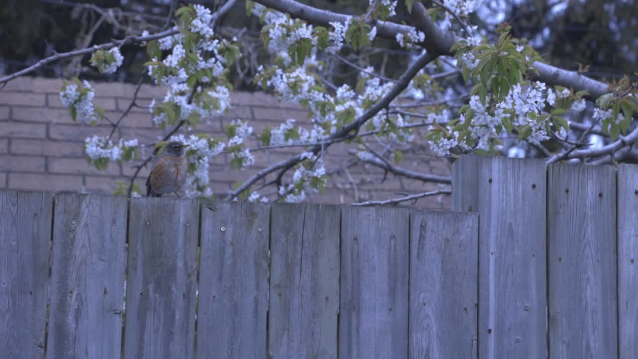 Bird on a Wooden Fence with Spring Blossoms