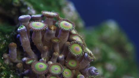 macro shot of zoanthid soft coral with moving tentacles