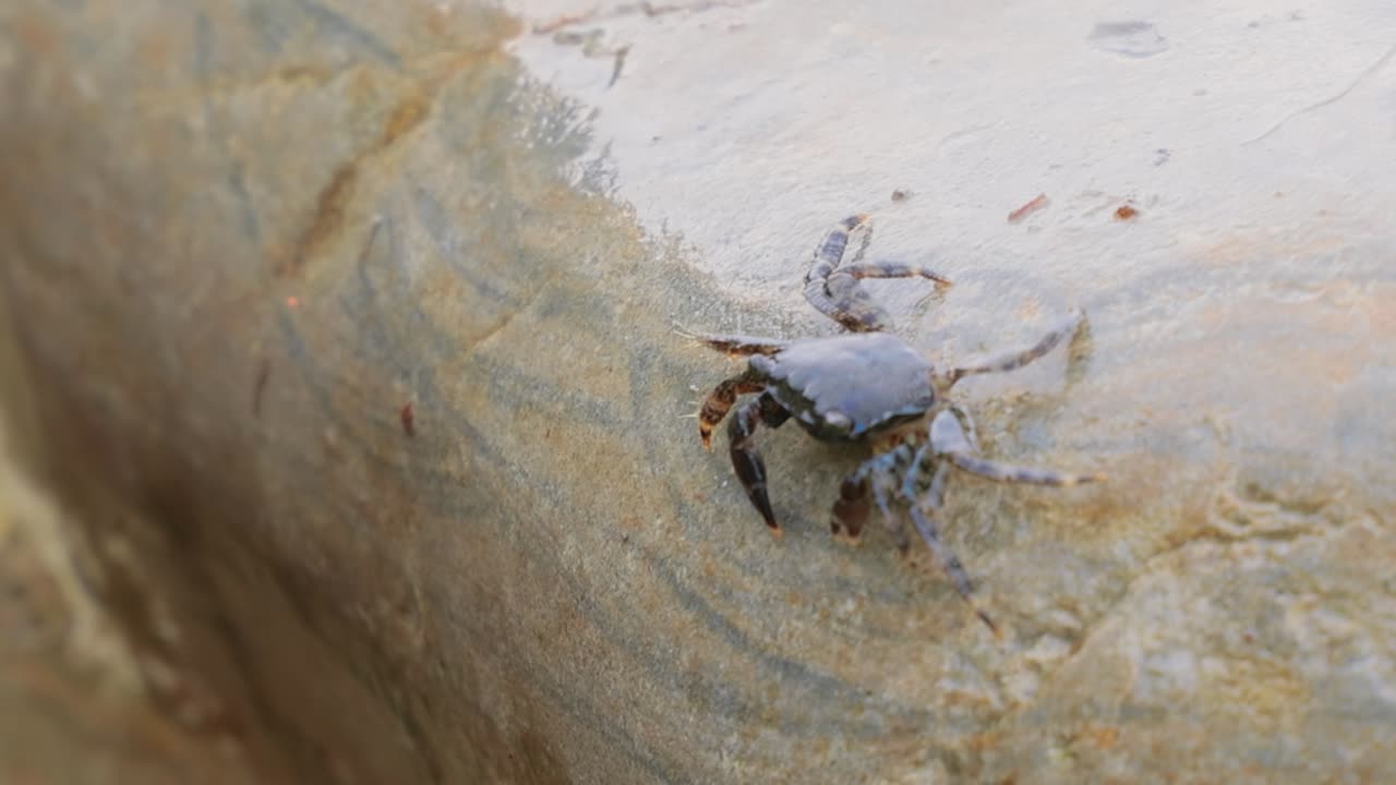 pachygrapsus marmoratus es una especie de cangrejo, a veces llamado cangrejo de roca de mármol o cangrejo de mármol, que vive en el mar negro, el mar mediterráneo y partes del océano atlántico.