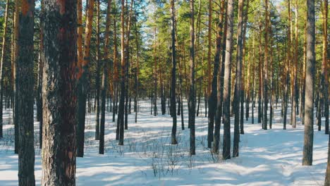 beautiful-spring-pine-tree-forest-lit-by-bright-warm-sun