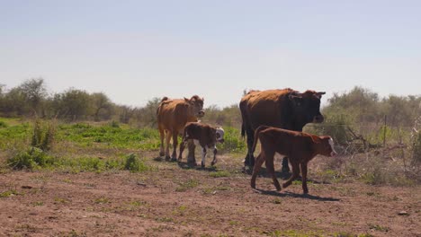 rebaño de vacas caminando lentamente a través de un campo de granja en el desierto seco