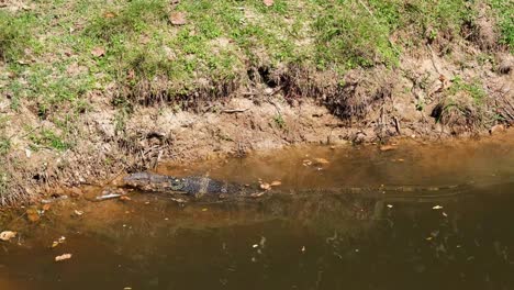 Asiatischer-Wasserwaran,-Varanus-Salvator,-Khao-Yai-Nationalpark,-Thailand