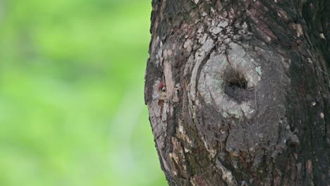 Peeping-out-of-the-new-worlds-that-awaits-for-it,-Speckle-breasted-Woodpecker-Dendropicos-poecilolaemus,-Thailand