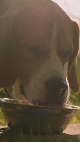 cerca de un perro bebiendo agua de un cuenco de metal colocado en madera en un campo cubierto de hierba con un poco de agua salpicando sobre la madera y otro cuenco cerca bajo la cálida luz del sol