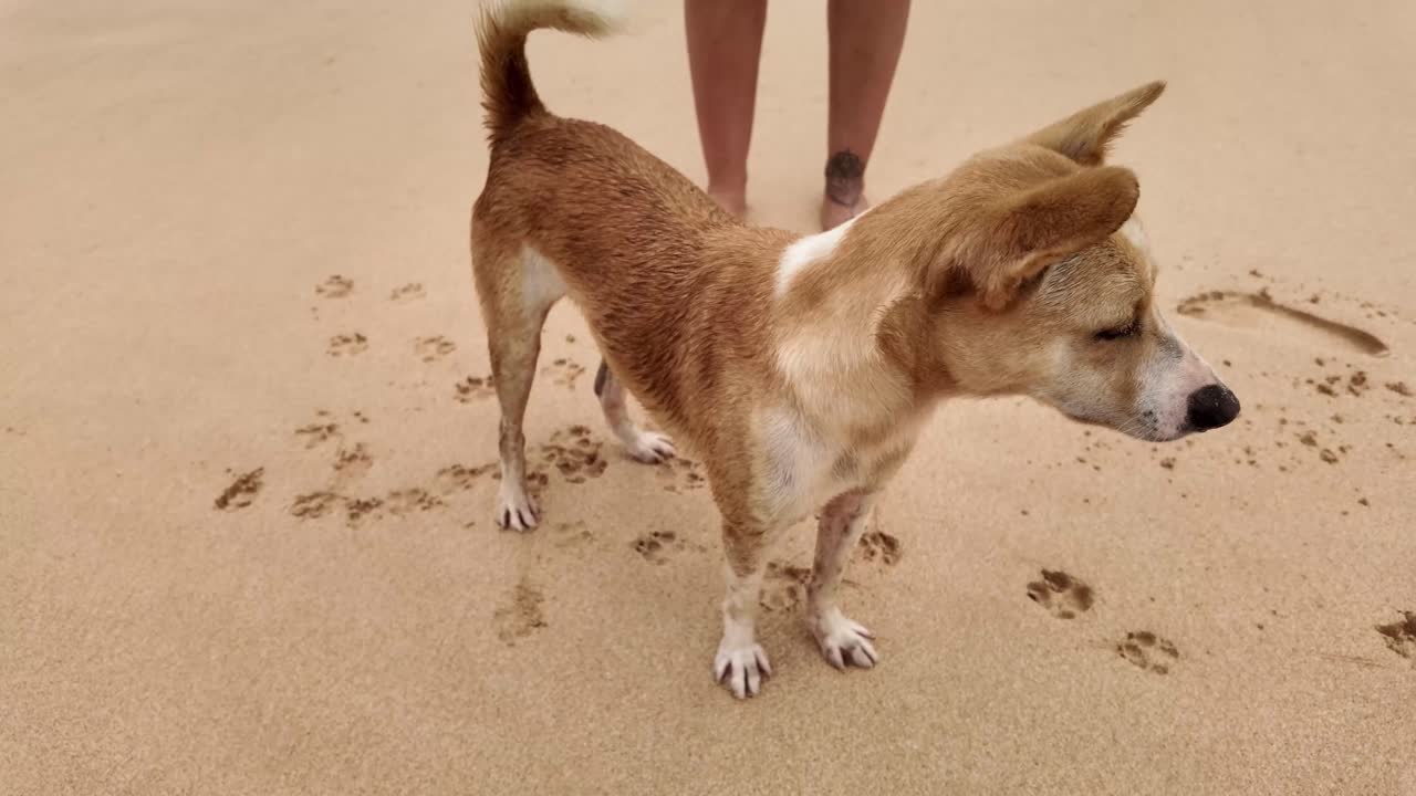 Dog walk on the beach pawprint bare woman legs footprints on wet sand