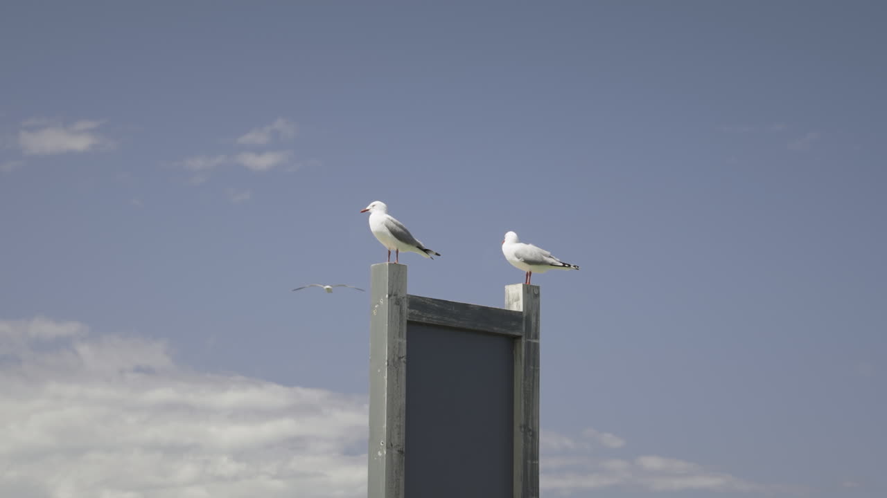 dos gaviotas encaramadas en un cartel de madera en un día soleado, gaviota de pico rojo