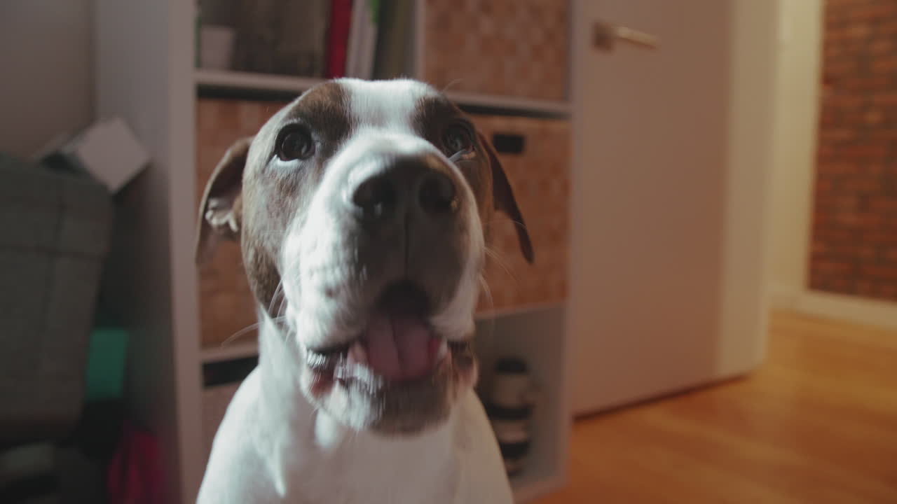 Filhote mestiço de boxer animado e latindo para a câmera.