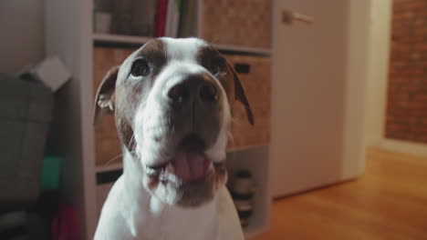 boxer mix puppy excited and barking at the camera