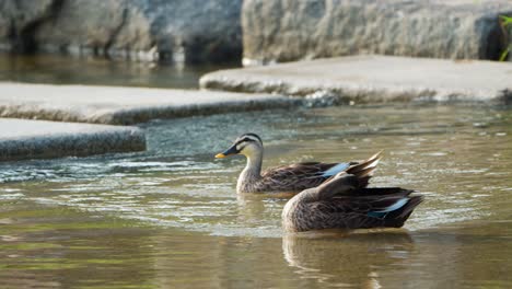 Par-De-Patos-De-Pico-Oriental-O-Pato-De-Pico-Chino-En-Preen-Nadando-En-Un-Arroyo-En-Corea-Del-Sur--Cámara-Lenta