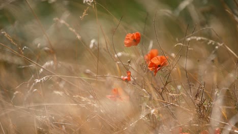 Hermosa-Toma-Estática-Cinematográfica-De-Amapolas-Rojas-Que-Soplan-En-El-Viento