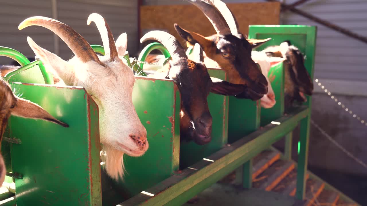 Several goats eating in milking pen while being milked at dairy goat farm in Hungary.