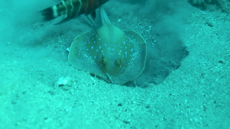 bluespotted stingray in the red sea beside the coral reef