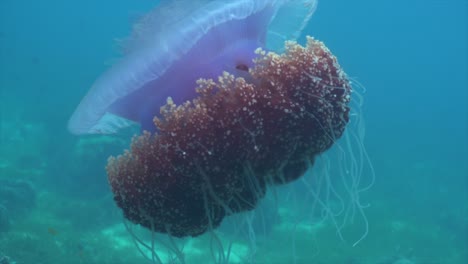 large purple and brown jellyfish underwater