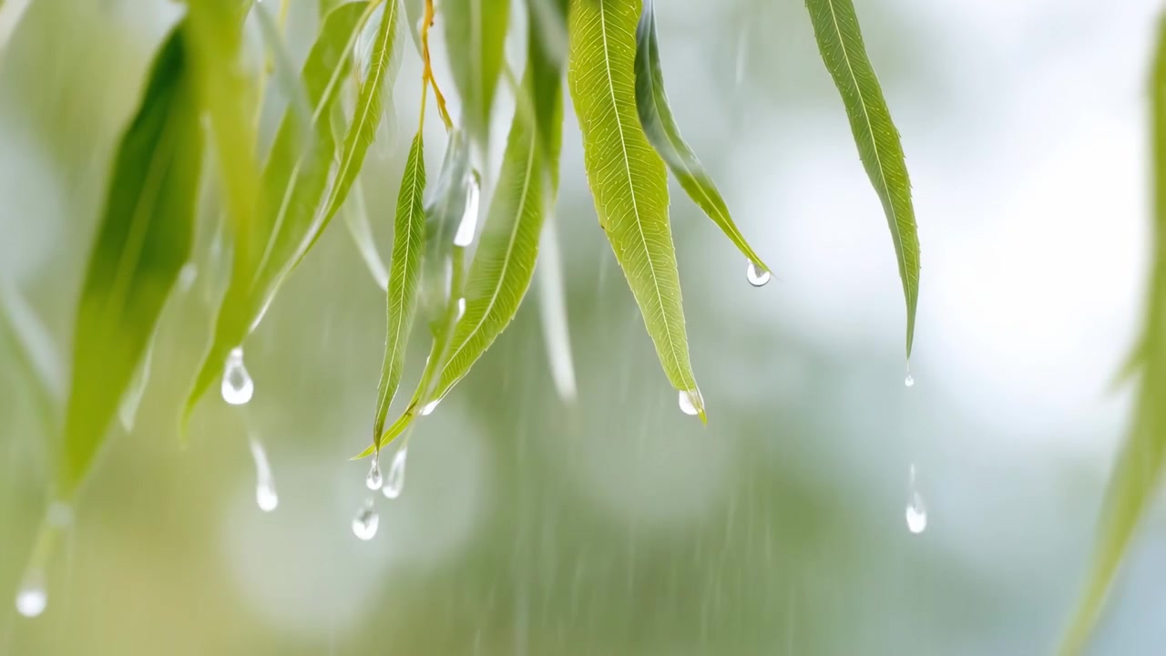 緑の柳の葉から落ちる雨粒
