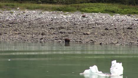 Oso-Pardo-En-Busca-De-Comida,-En-La-Costa-De-Alaska