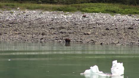 brown bear in the search of the food, on the coastline of alaska