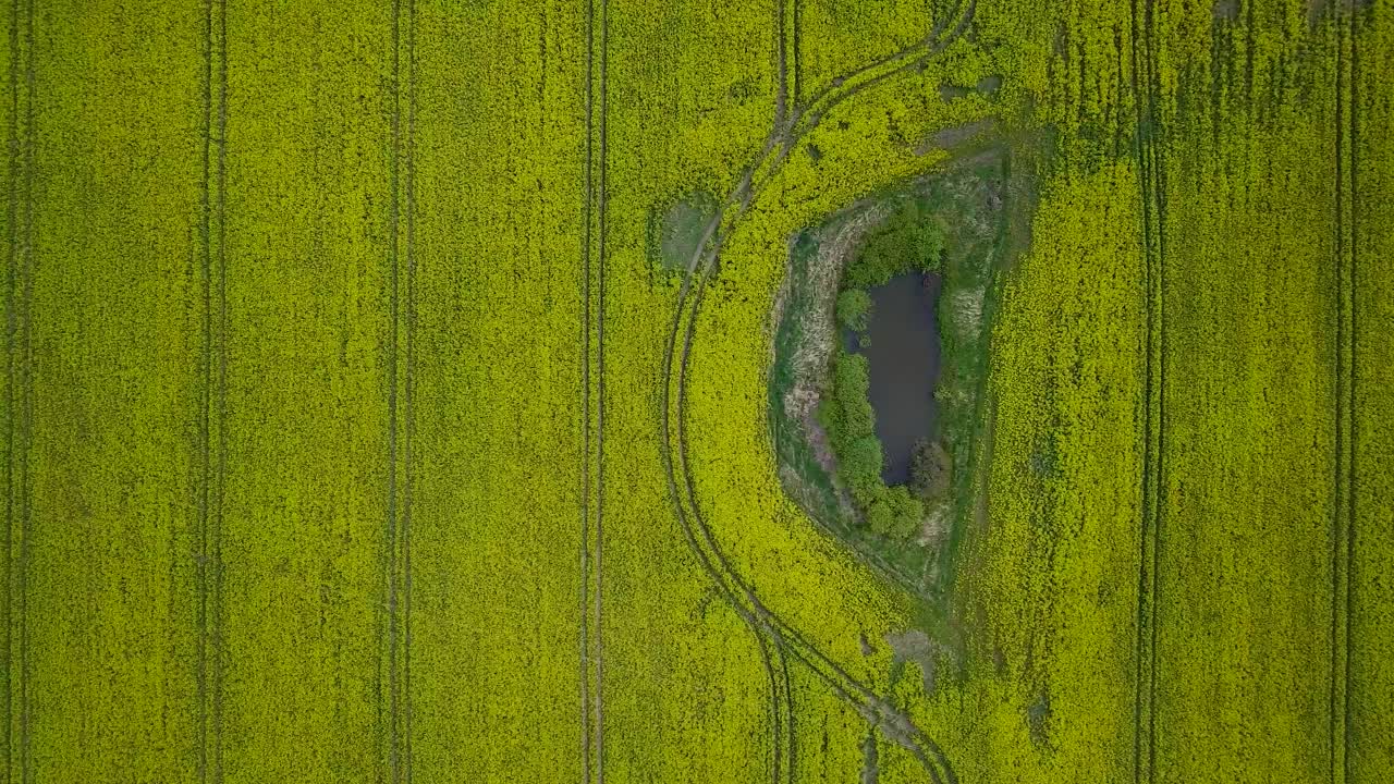 sobrevuelo aéreo floreciente campo de colza, volando sobre flores amarillas de canola, paisaje idílico de granjeros, hermoso fondo natural, día soleado de primavera, tiro de carro de drones moviéndose a la izquierda