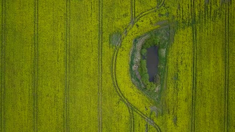 aerial flyover blooming rapeseed field, flying over yellow canola flowers, idyllic farmer landscape, beautiful nature background, sunny spring day, drone dolly shot moving left