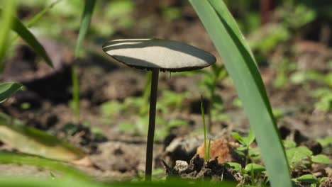 Mushroom---food---green-