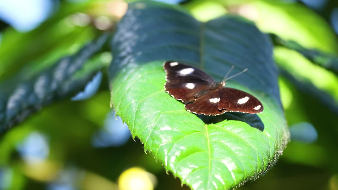 Farfalla che si poggia su una foglia verde