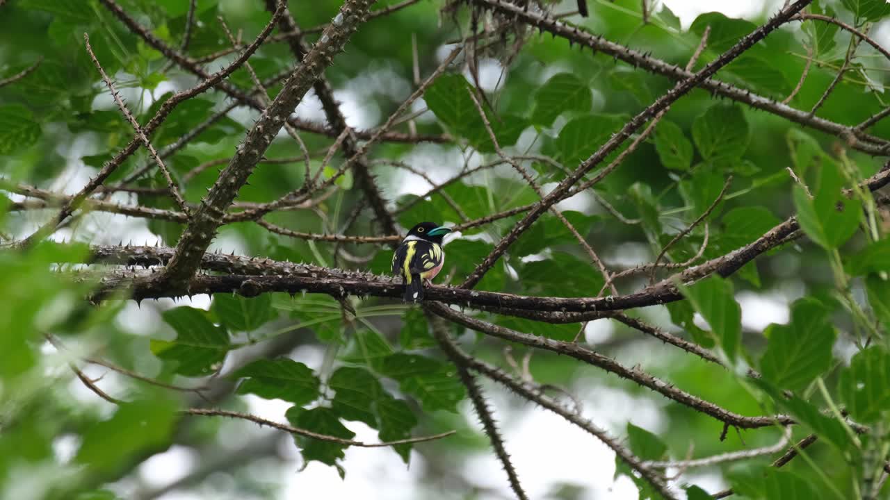 visto por la espalda y luego gira la cabeza hacia la derecha, black-and-yellow broadbill eurylaimus ochromalus, tailandia