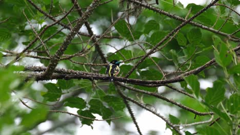 seen from its back and then turns its head to face right, black-and-yellow broadbill eurylaimus ochromalus, thailand