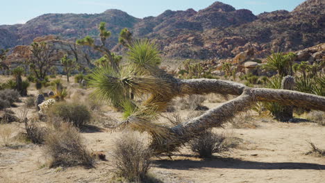 Gefallener-Joshua-Baum-Im-Leeren,-Ruhigen-Joshua-Tree-Nationalpark,-Kalifornien---Mojave-Wüste