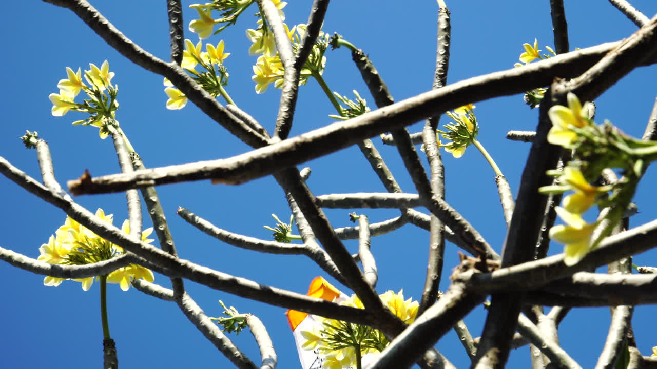 꽃이 만발한 나뭇가지 뒤에 하늘 높이 흔들리는 기호가 있는 배너, 핸드헬드