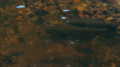 desove de salmón en ríos letones poco profundos