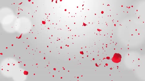 pétalos de rosas frescas de lujo cayendo en el aire en el fondo de bucle romántico blanco pantalla verde.