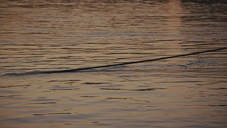 ship's rope floating on the calm danube at dusk during the budapest flood, 2024