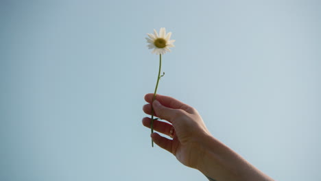 hand holding a daisy against a blue sky