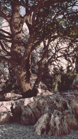 a tree with green leaves stands tall against a backdrop of large rocks and foliage