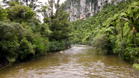belleza de la naturaleza escena de la selva nativa de nueva zelanda, río pororari en la selva - aérea
