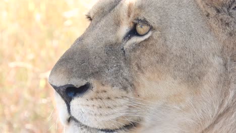 Majestuosa-Leona-Del-Sur-Mirando-En-Un-Campo-En-El-Parque-Nacional-Kruger