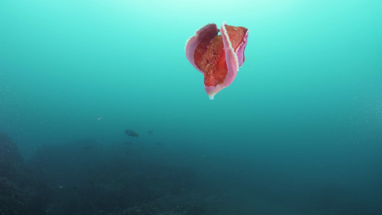 Unique underwater footage of stunning flaming red flamboyant sea creature Spanish Dancer moving vigorously through the blue ocean currents filmed at 50fps