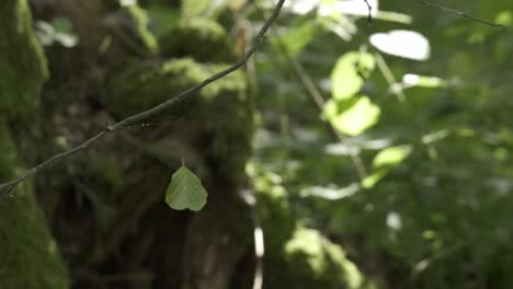 hoja verde colgando de la red de arañas luz luz solar estática
