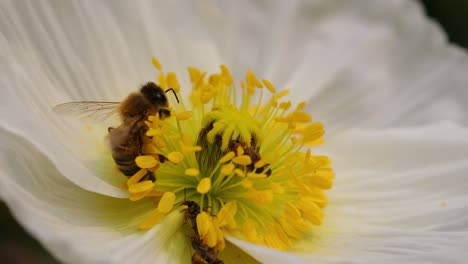 Primer-Plano-De-Una-Abeja-Melífera-Recogiendo-Polen,-Con-Otros-Insectos